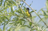 Yellow-breasted Bunting (Emberiza aureola)