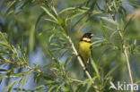 Yellow-breasted Bunting (Emberiza aureola)