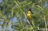 Yellow-breasted Bunting (Emberiza aureola)