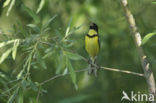 Wilgegors (Emberiza aureola)