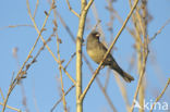 Maskergors (Emberiza spodocephala)