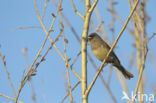 Black-faced bunting (Emberiza spodocephala)