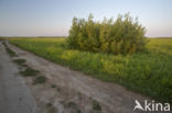 Wilgegors (Emberiza aureola)