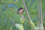 Siberische Sprinkhaanzanger (Locustella certhiola)