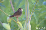 Siberische Sprinkhaanzanger (Locustella certhiola)