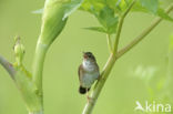 Siberische Sprinkhaanzanger (Locustella certhiola)