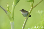 Siberische Sprinkhaanzanger (Locustella certhiola)