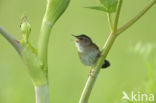 Siberische Sprinkhaanzanger (Locustella certhiola)