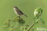 Siberische Sprinkhaanzanger (Locustella certhiola)