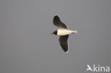 Dwergmeeuw (Larus minutus)