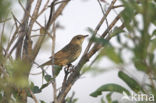 Kleine Sprinkhaanzanger (Locustella lanceolata)