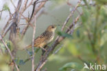 Lanceolated Warbler (Locustella lanceolata)