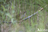 Lanceolated Warbler (Locustella lanceolata)