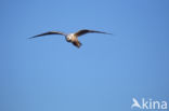 Ross s Gull (Rhodostethia rosea)