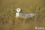 Ross s Gull (Rhodostethia rosea)