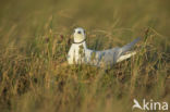 Ross s Gull (Rhodostethia rosea)