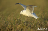 Ross s Gull (Rhodostethia rosea)