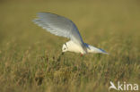 Ross s Gull (Rhodostethia rosea)