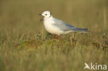 Ross s Gull (Rhodostethia rosea)