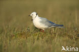 Ross s Gull (Rhodostethia rosea)