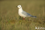 Ross s Gull (Rhodostethia rosea)