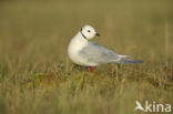 Ross s Gull (Rhodostethia rosea)