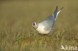 Ross s Gull (Rhodostethia rosea)