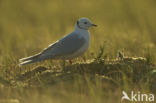 Ross s Gull (Rhodostethia rosea)