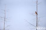 Naumanns Lijster (Turdus naumanni naumanni)