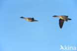 Russian Bean Goose (Anser fabalis rossicus)