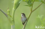 Siberische Sprinkhaanzanger (Locustella certhiola)