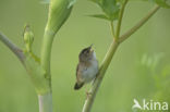 Pallas s Warbler (Locustella certhiola)