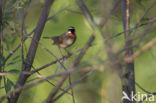 Roodkeelnachtegaal (Luscinia calliope)