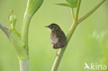 Pallas s Warbler (Locustella certhiola)