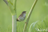 Pallas s Warbler (Locustella certhiola)