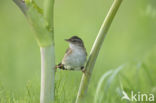 Siberische Sprinkhaanzanger (Locustella certhiola)