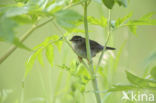 Pallas s Warbler (Locustella certhiola)