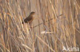 Siberische Sprinkhaanzanger (Locustella certhiola)