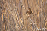 Siberische Sprinkhaanzanger (Locustella certhiola)