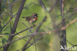 Siberian Rubythroat (Luscinia calliope)