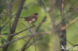 Siberian Rubythroat (Luscinia calliope)