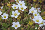 Mossy Saxifrage (Saxifraga hypnoides)