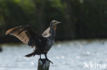 Cormorant (Nannopterum harrisi)