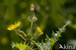 Goatsbeard