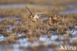 Long-billed Dowitcher (Limnodromus scolopaceus)