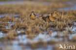 Long-billed Dowitcher (Limnodromus scolopaceus)