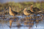 Long-billed Dowitcher (Limnodromus scolopaceus)