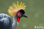 Zuidelijke kroonkraanvogel