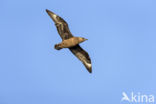 Grote Jager (Stercorarius skua)