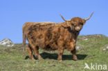 Highland Cow (Bos domesticus)